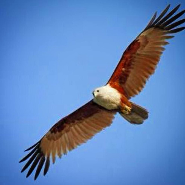 Large bird flying blue sky #5 free wallpaper for tablet - medium preview image