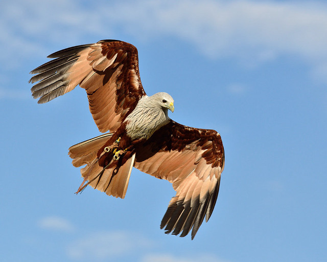 Bird of prey flying wings #9 free wallpaper for desktop - medium preview image