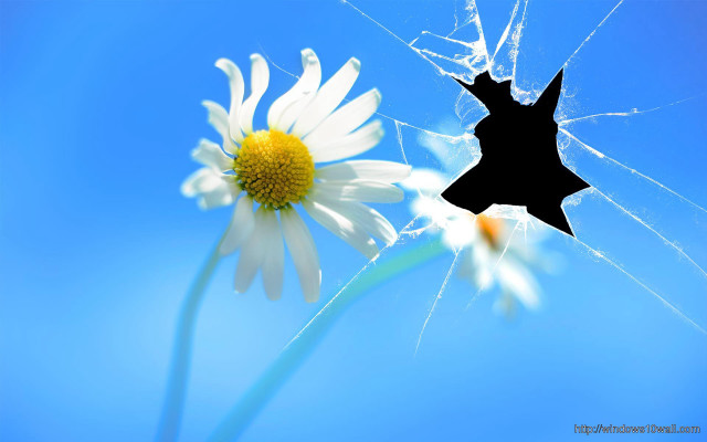 Flower broken glass blue sky free wallpaper for desktop - medium preview image