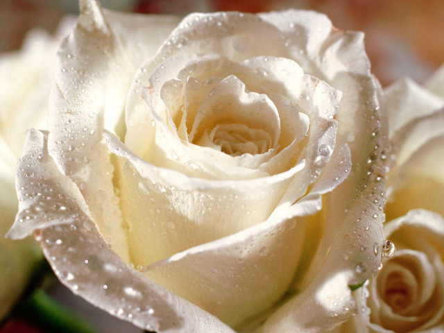 White rose water droplets red free wallpaper for desktop - medium preview image
