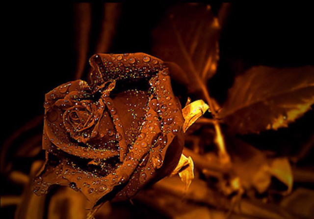 Rose water droplets petals leaves free wallpaper for desktop - medium preview image