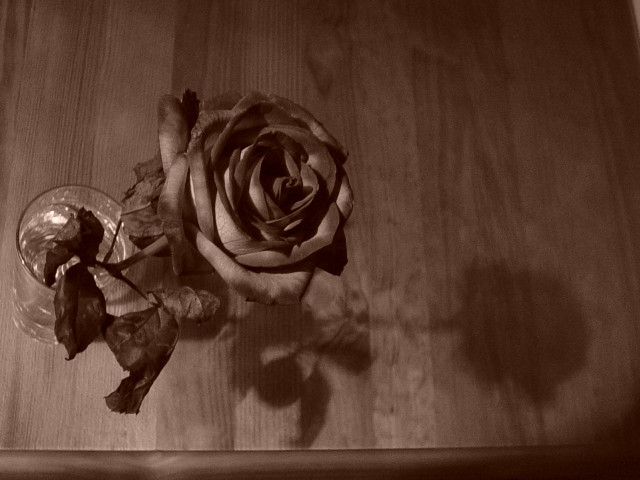 Rose table wine glass vase free wallpaper for desktop - medium preview image