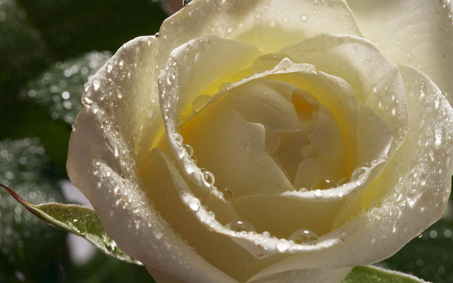 White rose water droplets petals free wallpaper for desktop - medium preview image