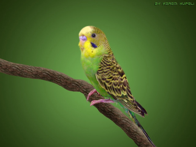 Green yellow bird sitting branch free wallpaper for desktop - medium preview image