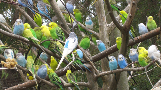 Colorful birds on tree branch free wallpaper for desktop - medium preview image