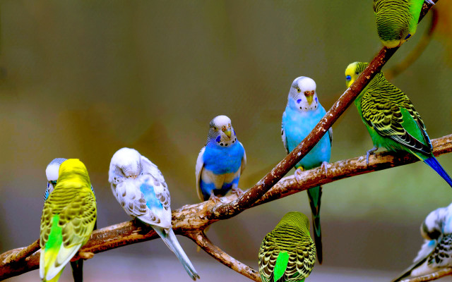 Parakeets tree branch group blurry free wallpaper for desktop - medium preview image