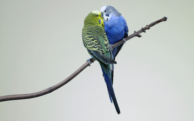 Two birds branch sky blue free wallpaper for desktop - medium preview image