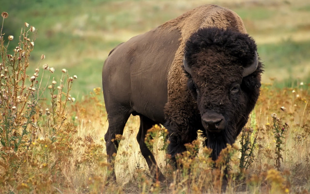 Bison tall grass weeds blurry free wallpaper for desktop - medium preview image