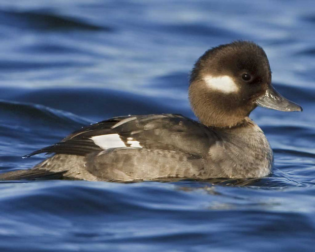 Duck floating shoreline waves blue free wallpaper for desktop - medium preview image