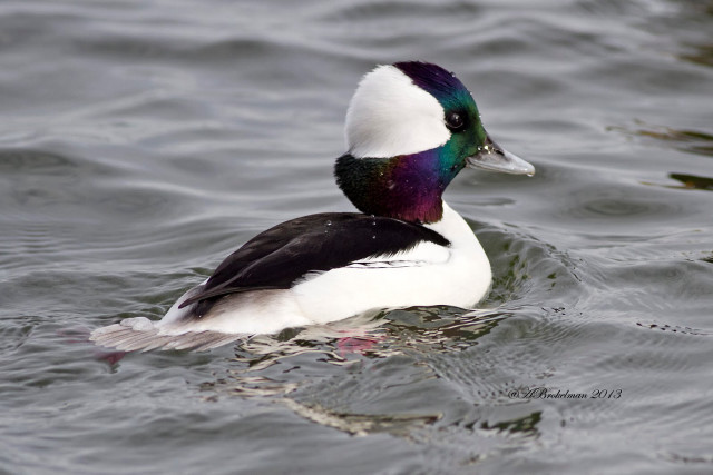 Duck colorful head swimming lake free wallpaper for desktop - medium preview image