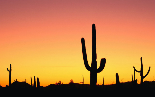 Cactus sunset silhouette foreground hill free wallpaper for desktop - medium preview image