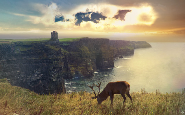 Deer grazing grassy hill cliff free wallpaper for desktop - medium preview image