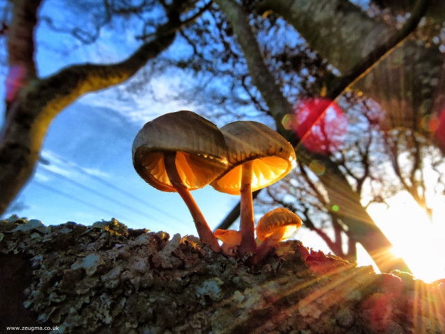 Mushrooms tree branch sunlight blue free wallpaper for desktop - medium preview image