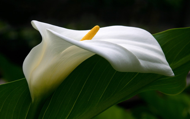 White flower yellow center green #7 free wallpaper for desktop - medium preview image