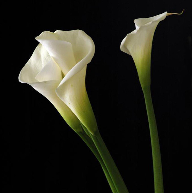 Two white flowers vase black free wallpaper for tablet - medium preview image