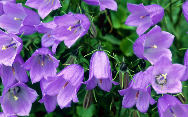 Purple flowers blooming grass together free wallpaper for desktop - medium preview image
