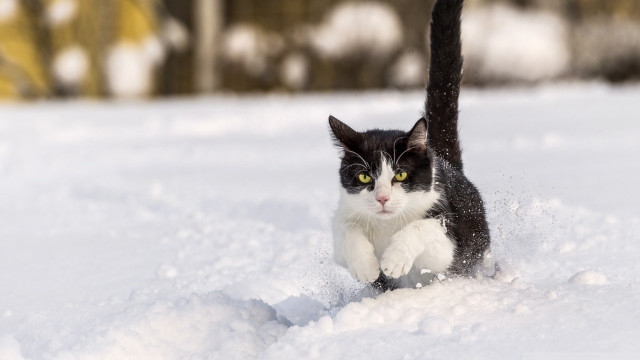 Cat running through snow wintertime free wallpaper for desktop - medium preview image
