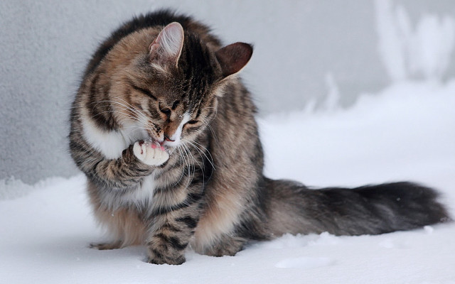 Cat playing toy snow sunny free wallpaper for desktop - medium preview image