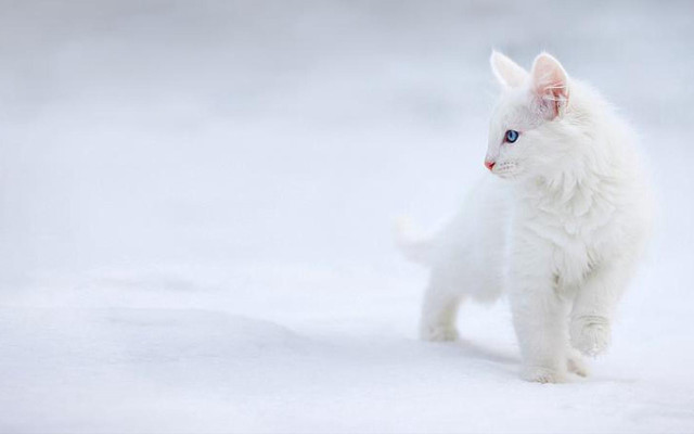 White cat snow blue eyes free wallpaper for desktop - medium preview image