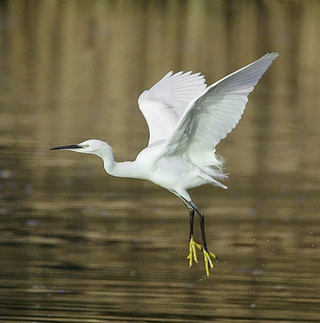 White bird flying water long free wallpaper for tablet - medium preview image