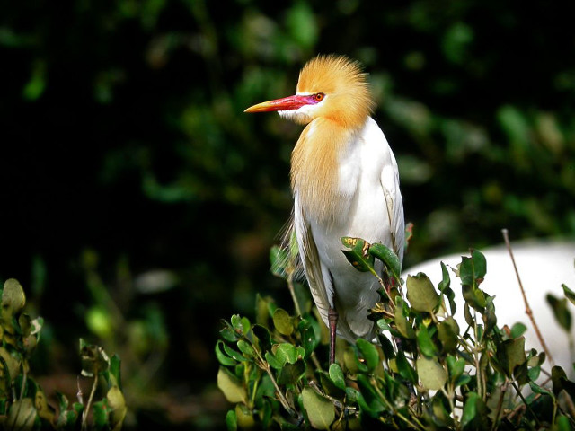 Yellow head red beak bird free wallpaper for desktop - medium preview image