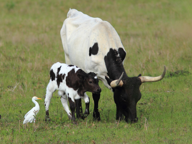 Cow calf field bird grass free wallpaper for desktop - medium preview image