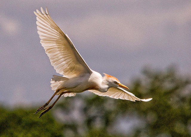 White bird orange black wings free wallpaper for desktop - medium preview image