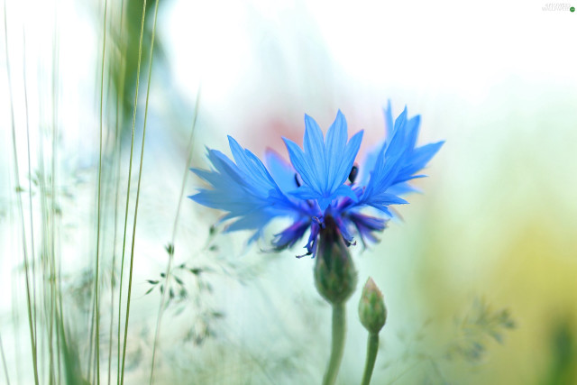 Blue flower field grass weeds free wallpaper for desktop - medium preview image