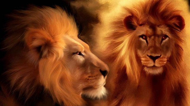 Lions facing black yellow background free wallpaper for desktop - medium preview image