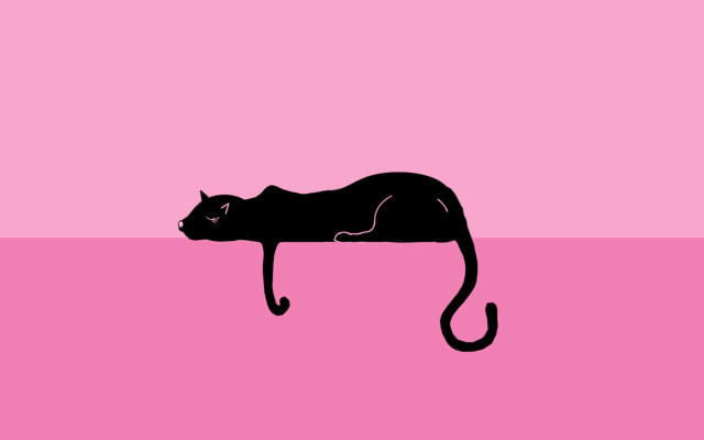 Black cat pink surface pink free wallpaper for desktop - medium preview image
