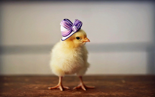 Small yellow chicken purple bow free wallpaper for desktop - medium preview image