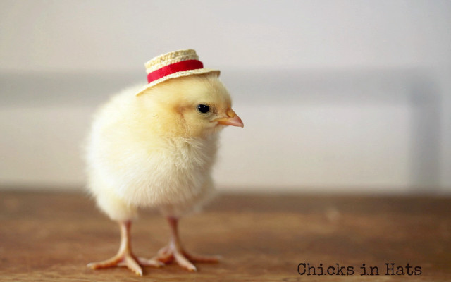 Small chicken hat wooden table free wallpaper for desktop - medium preview image