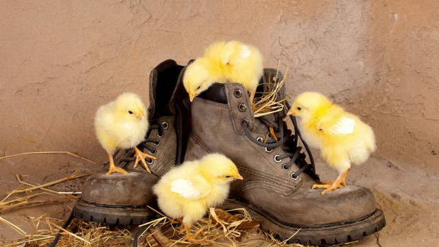 Boots chicks hay wall shoes free wallpaper for desktop - medium preview image