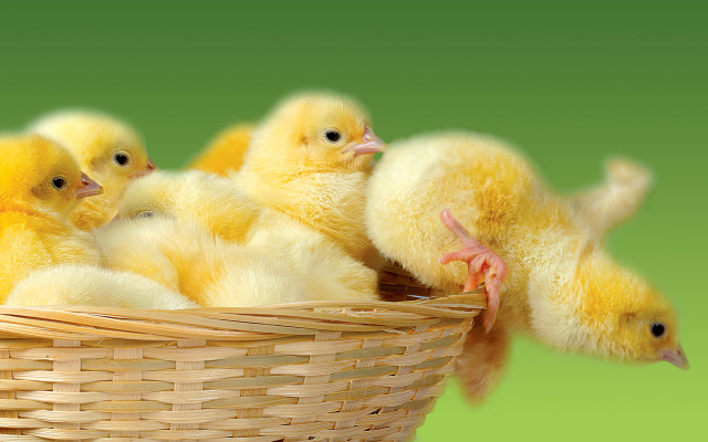 Basket yellow chicks green background free wallpaper for desktop - medium preview image