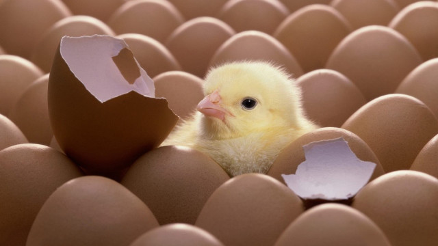 Small yellow chicken peeking egg free wallpaper for desktop - medium preview image