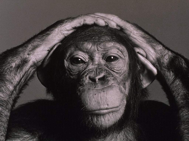 Chimpanzee serious expression holding head free wallpaper for desktop - medium preview image