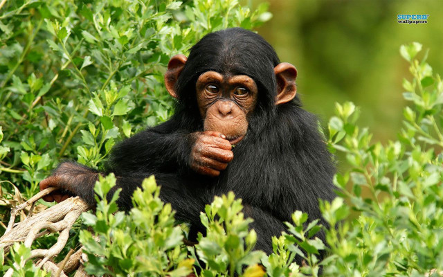 Chimpanzee eating bush wildlife nature free wallpaper for desktop - medium preview image
