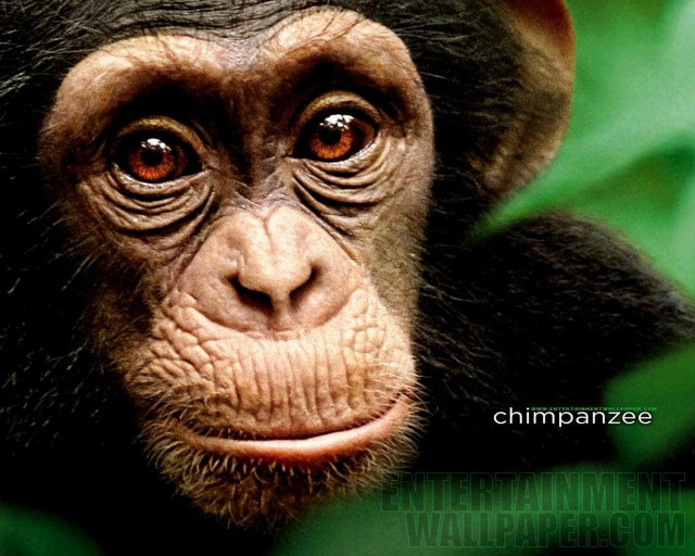 Close up monkey green background free wallpaper for desktop - medium preview image