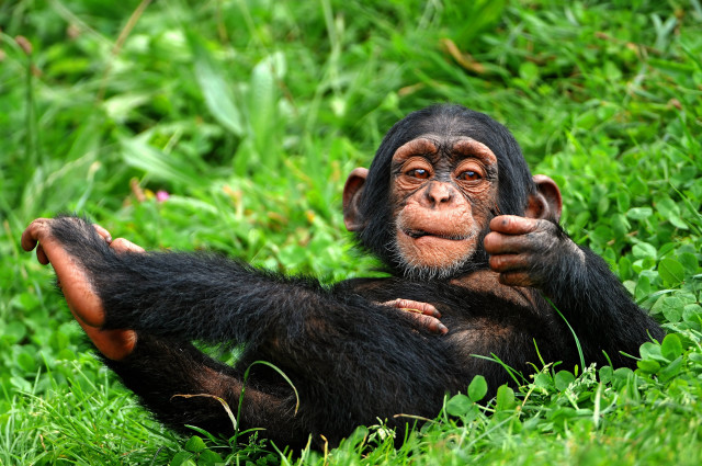 Chimp sitting grass hands chest free wallpaper for desktop - medium preview image