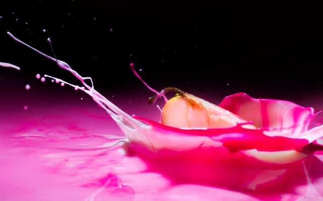 Pink flower splashing liquid water free wallpaper for desktop - medium preview image