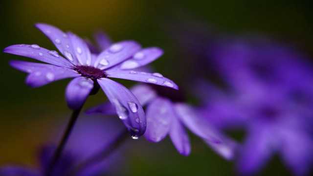 Purple flower water droplets yellow #5 free wallpaper for desktop - medium preview image