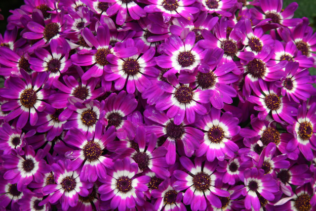 Purple flowers white centers vase free wallpaper for desktop - medium preview image