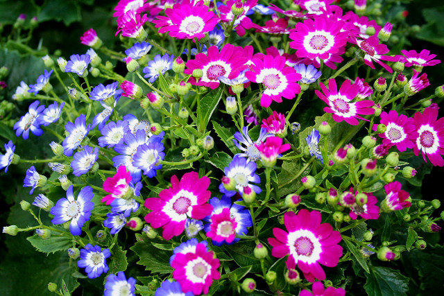 Purple white flowers potted tabletop free wallpaper for desktop - medium preview image