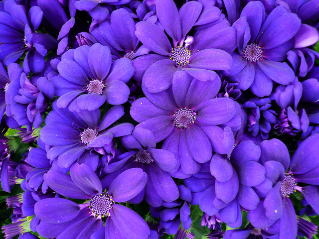 Purple flowers green leaves blue #2 free wallpaper for desktop - medium preview image