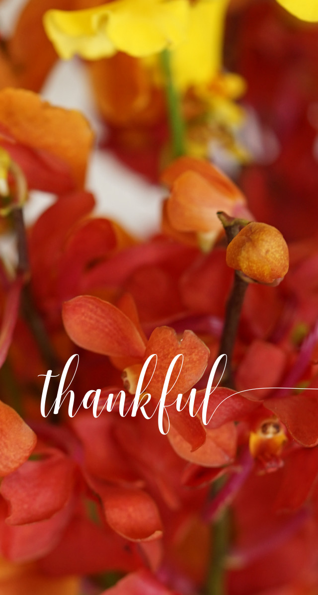 Flowers vase thank you white free wallpaper for mobile - medium preview image