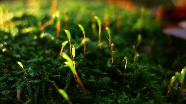 Grass closeup green plants red free wallpaper for desktop - medium preview image