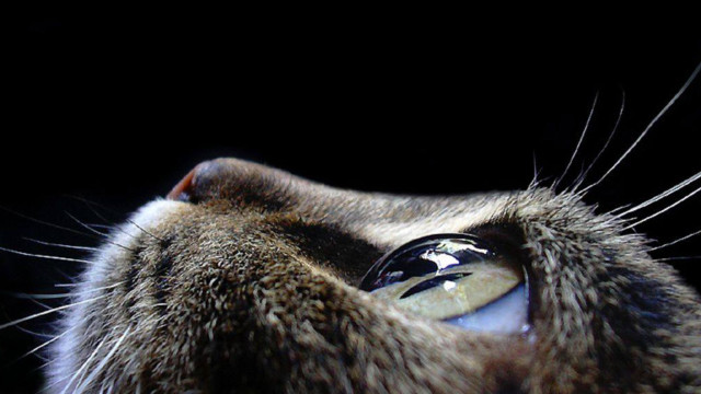 Cat eye reflection macro energy free wallpaper for desktop - medium preview image
