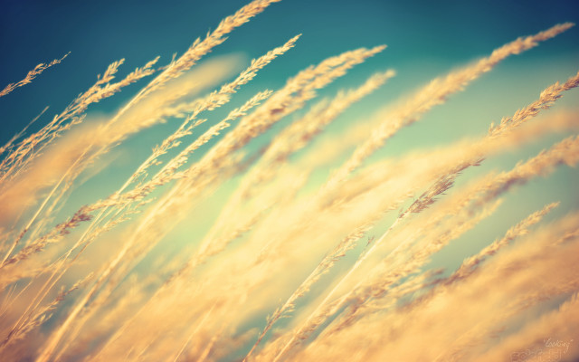 Tall grass blowing wind blue free wallpaper for desktop - medium preview image