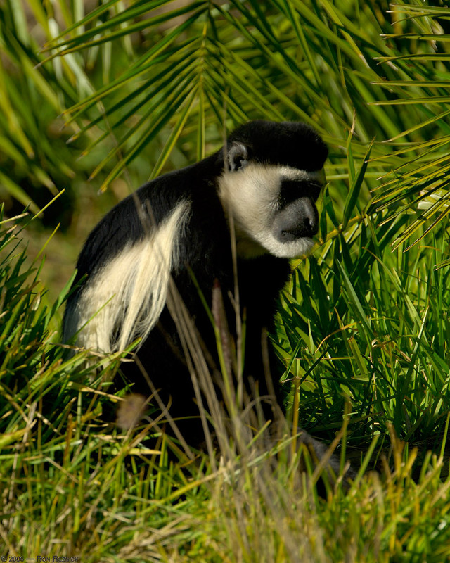 Black white monkey grass tree free wallpaper for mobile - medium preview image