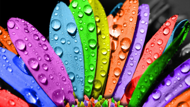 Colorful flower water droplets black #2 free wallpaper for desktop - medium preview image